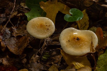 Foto de Pie de Veneno Hongos Hebeloma crustuliniforme creciendo a través de las hojas otoñales. - Imagen libre de derechos
