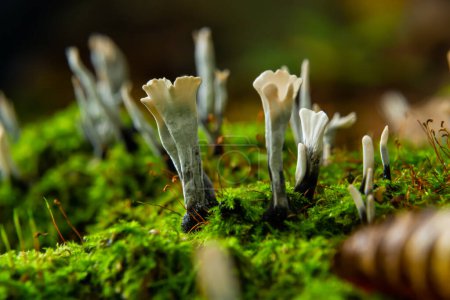 Téléchargez les photos : Xylaria hypoxylon est une espèce de champignon du genre Xylaria. Hypoxylone de Xylaria, connu sous le nom de champignon du chandelier, champignon du chandelier, bois de carbone ou champignon de corne du cerf. - en image libre de droit