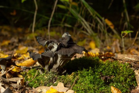 Photo for Black chanterelle mushrooms, fungi aka cepes, trumpets of the dead. - Royalty Free Image