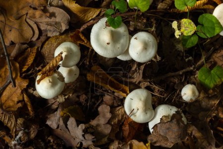 Photo for Ivory Woodwax Fungi - Hygrophorus eburneus Growing in Beech leaf litter. - Royalty Free Image