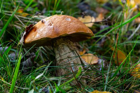 Leccinum aurantiacum or rough-stemmed bolete mushrooms growing in the moss. Wild mushroom growing in forest. Ukraine.
