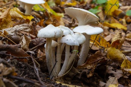 Photo for Ivory Woodwax Fungi - Hygrophorus eburneus, growing in Beech leaf litter. - Royalty Free Image