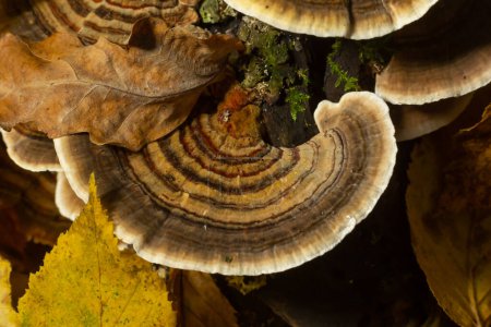 Téléchargez les photos : Trametes versicolor, également connu sous le nom de coriolus versicolor et polyporus versicolor champignon
. - en image libre de droit