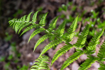 Dryopteris carthusiana is a species of herbaceous plants of the Dryopteridaceae family, common in temperate regions of Eurasia and North America. Medicinal plant.