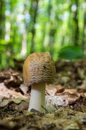 Photo for Two young mushrooms grow in the woods. Edible Blusher fungi Amanita rubescens. - Royalty Free Image