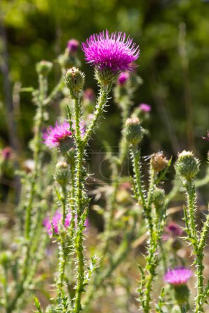 Photo for Blessed milk thistle pink flowers, close up. Silybum marianum herbal remedy plant. Saint Mary's Thistle pink blossoms. Marian Scotch thistle pink bloom. Mary Thistle, Cardus marianus flowers. - Royalty Free Image