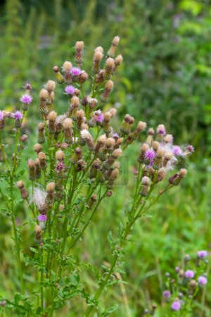 Foto de A flowering bush of pink sows Cirsium arvense in a natural environment, among wild flowers. Creeping Thistle Cirsium arvense blooming in summer. Violet flowers on meadow, focus on flower in front. - Imagen libre de derechos
