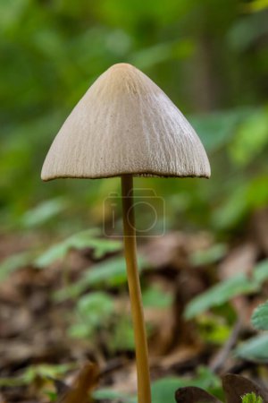Téléchargez les photos : Une image macro gros plan d'un champignon conecap ou nom latin Genre Conocybe entouré d'herbe. - en image libre de droit
