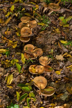 Foto de Pie de Veneno Hongos Hebeloma crustuliniforme creciendo a través de las hojas otoñales. - Imagen libre de derechos