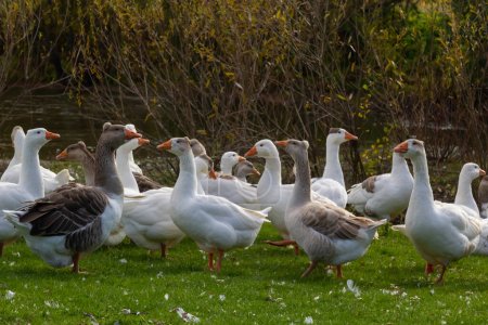 Foto de Gris hermosos gansos en un pasto en el campo caminar sobre la hierba verde. Aves de granja de ganado. Reproducción animal. - Imagen libre de derechos