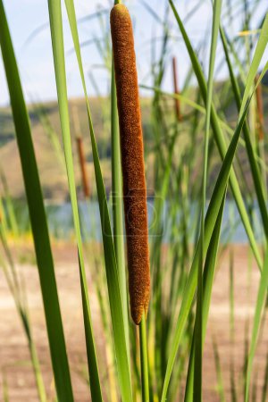 Foto de Typha angustifolia. Close up of cattail, water plant. - Imagen libre de derechos