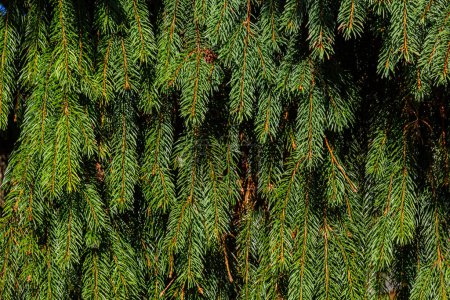 Green spruce branches as a textured background. Green spruce, white spruce or Colorado blue spruce.