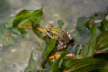 Téléchargez les photos : Une grenouille verte, Lithobates clamitans, repose sur un camée près d'un étang. - en image libre de droit