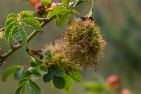 Rose bedeguar gall, Robin's pincushion gall, moss galls Diplolepis rosae on rose.
