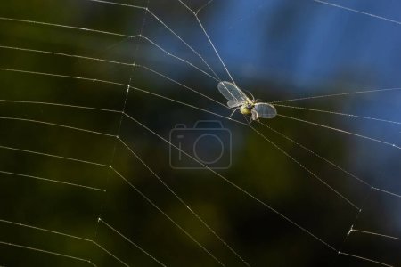 Photo for The prey of the spider in the web, the aphid became entangled in the threads of the web and became prey. - Royalty Free Image