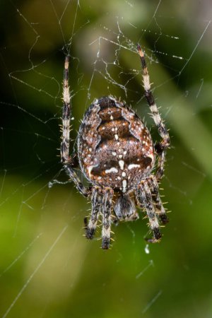 Photo for Spider Araneus diadematus with a cross on its back on a web against a tree background. - Royalty Free Image