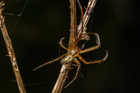 Téléchargez les photos : Neriene peltata est une espèce d'araignée de la famille des Linyphiidae.. - en image libre de droit