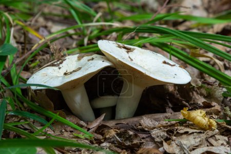 Photo for Lactarius vellereus or Lactarius piperatus is large white gilled and edible mushroom with a flat cap common in Europe and America. - Royalty Free Image