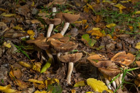Photo for Poison Pie Mushroom Hebeloma crustuliniforme growing through the autumnal leaves. - Royalty Free Image