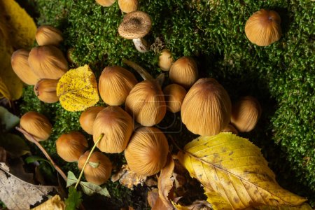 Photo for Coprinellus micaceus growing on rotten stumb. Many little mica cap mushrooms in an autumn forest. Group of shiny cap fungi with caps in many shades of yellow. Colorful oak leaf and blueberry bush. - Royalty Free Image