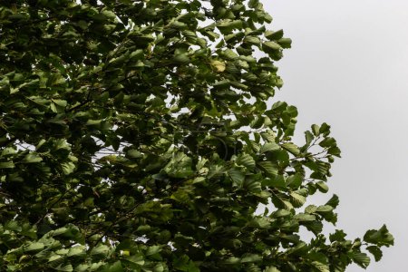 Europäische Erle im Wald. Feldahornblätter wiegen sich im Sommer in der Natur im Wind. Nahaufnahme von grünen Blättern.