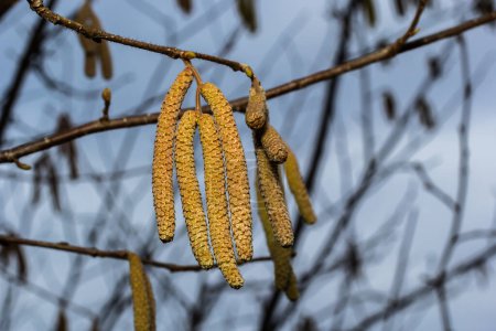 Avellana común Corylus avellana, en la primavera florece en el bosque.