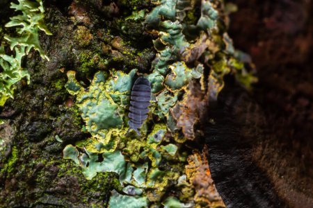 Photo for Woodlouse, Porcellio scaber, on a branch with lichens, background dark with space for text. - Royalty Free Image