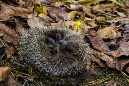 Téléchargez les photos : A native, wild European hedgehog curled up in an autumn leaf. Up close. - en image libre de droit