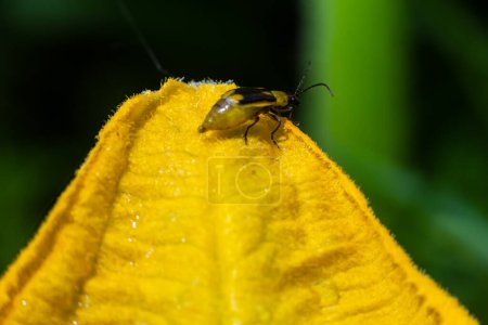 Téléchargez les photos : La plante est un insecte nuisible - scarabée occidental du maïs Diabrotica virgifera virgifera. - en image libre de droit