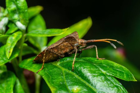 Photo for Squash bug Coreus marginatus. Dock bug Coreus marginatus on a green leaf of grass. - Royalty Free Image