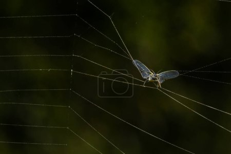 Photo for The prey of the spider in the web, the aphid became entangled in the threads of the web and became prey. - Royalty Free Image