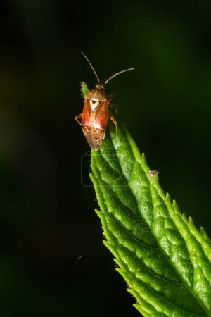 Close-up photograph under artificial light of a specimen of the dark-skinned bug Lygus lineolaris standing on a green leaf against a dark background.