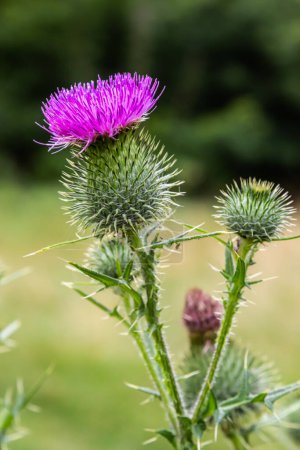Blessed milk thistle pink flowers, close up. Silybum marianum herbal remedy plant. Saint Mary's Thistle pink blossoms. Marian Scotch thistle pink bloom. Mary Thistle, Cardus marianus flowers.