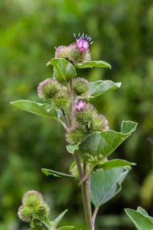 Photo for Pink flowers of prickles of a burdock. Medicinal plant. Herbal. Weed growing everywhere. Blossoming burdocks. - Royalty Free Image
