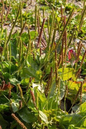 Téléchargez les photos : Medicinal herbs for phytotherapy. Greater Plantain latin name - Plantago major, one of the most abundant and widely distributed medicinal crops in the world. Summer in wild life nature. - en image libre de droit