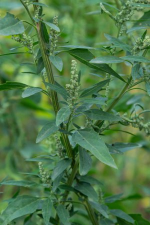 Photo for Chenopodium album is a type of annual herbaceous gray-green, covered with grayish powder plants of the Lobodaceae family. - Royalty Free Image