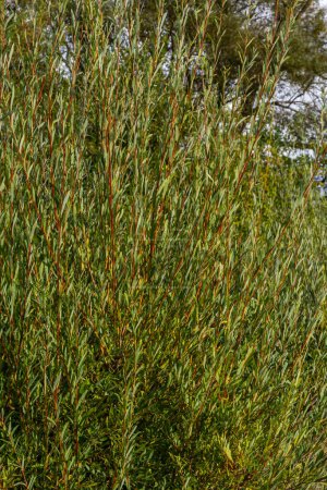 Téléchargez les photos : Salix purpurea purple willow ou osier est une espèce d'amphibiens de la famille des Salix. Chaton saule pourpre, Salix purpurea. - en image libre de droit