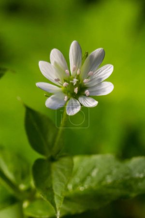 Myosoton aquaticum, plant with small white flower known as water chickweed or giant chickweed on green blurred background.