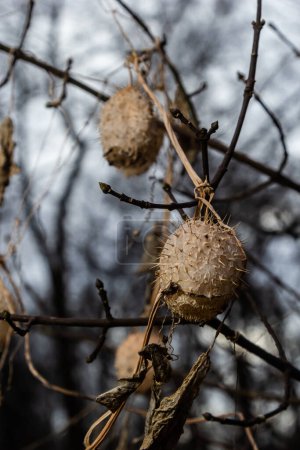 Téléchargez les photos : Lobe épineux sec Echinocystis lobata en hiver. Fruits secs avec des graines en hiver accrochées aux branches des buissons. - en image libre de droit