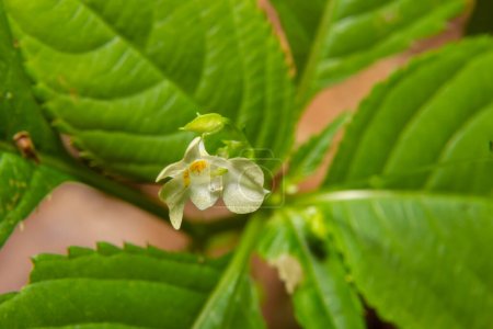 Kleiner Balsam oder kleinblütig touch-me-not Impatiens parviflora gelbe Blume aus nächster Nähe.