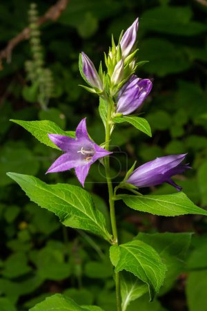 Photo for Close-up of flowering nettle-leaved bellflower on dark blurry natural background. Campanula trachelium. Beautiful detail of hairy violet bell shaped flowers on stem with green leaves. Selective focus. - Royalty Free Image