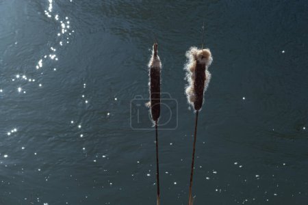Photo for Cattails bulrush Typha latifolia beside river. Closeup of blooming cattails during early spring snowy background. Flowers and seed heads of fluffy cattail. - Royalty Free Image