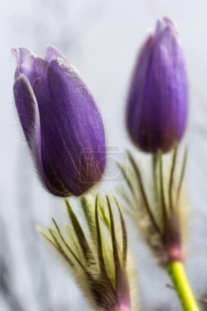 Téléchargez les photos : Pulsatilla slavica. Fleur de printemps dans la forêt. Une belle plante pelucheuse pourpre qui fleurit au début du printemps. Disparition des fleurs printanières. - en image libre de droit
