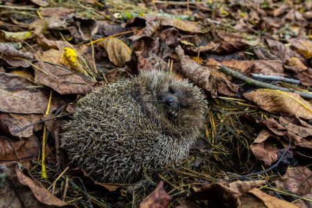 Téléchargez les photos : A native, wild European hedgehog curled up in an autumn leaf. Up close. - en image libre de droit