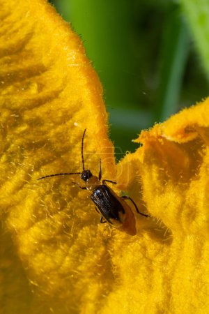 Téléchargez les photos : La plante est un insecte nuisible - scarabée occidental du maïs Diabrotica virgifera virgifera. - en image libre de droit