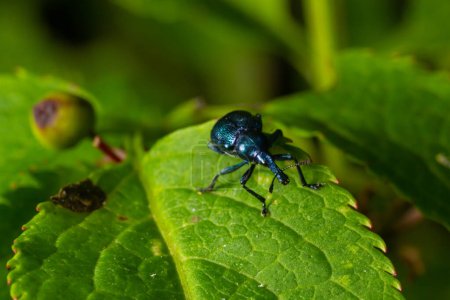 Weevil Beetle Rhynchites bacchus sur une feuille verte. Ravageur des arbres fruitiers. un problème pour les jardiniers et les agriculteurs.