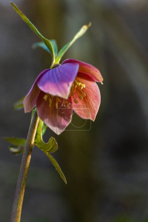 Los primeros bosques de primavera florecen hellebores, Helleborus purpurascens. Flor silvestre morada en la naturaleza. Hellebore macro detalles.