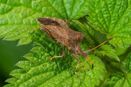 Photo for Squash bug Coreus marginatus. Dock bug Coreus marginatus on a green leaf of grass. - Royalty Free Image