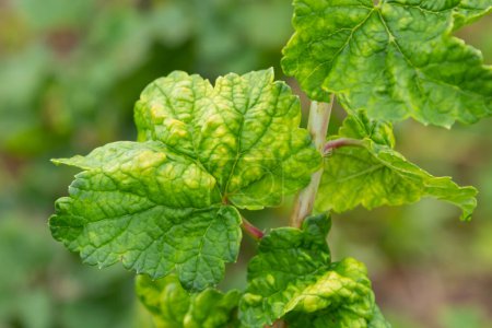 Foto de Gallic aphid on the leaves of red currant. The pest damages the currant leaves, red bumps on the leaves of the bush from the parasite disease. - Imagen libre de derechos