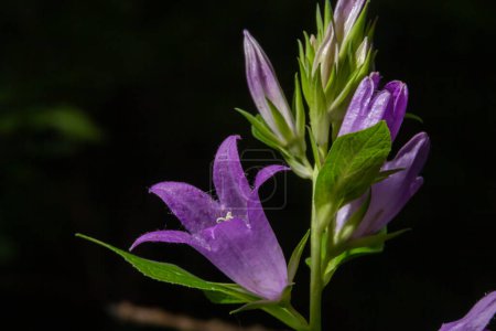 Photo for Campanula trachelium blossoms on dark background. Summer forest. - Royalty Free Image